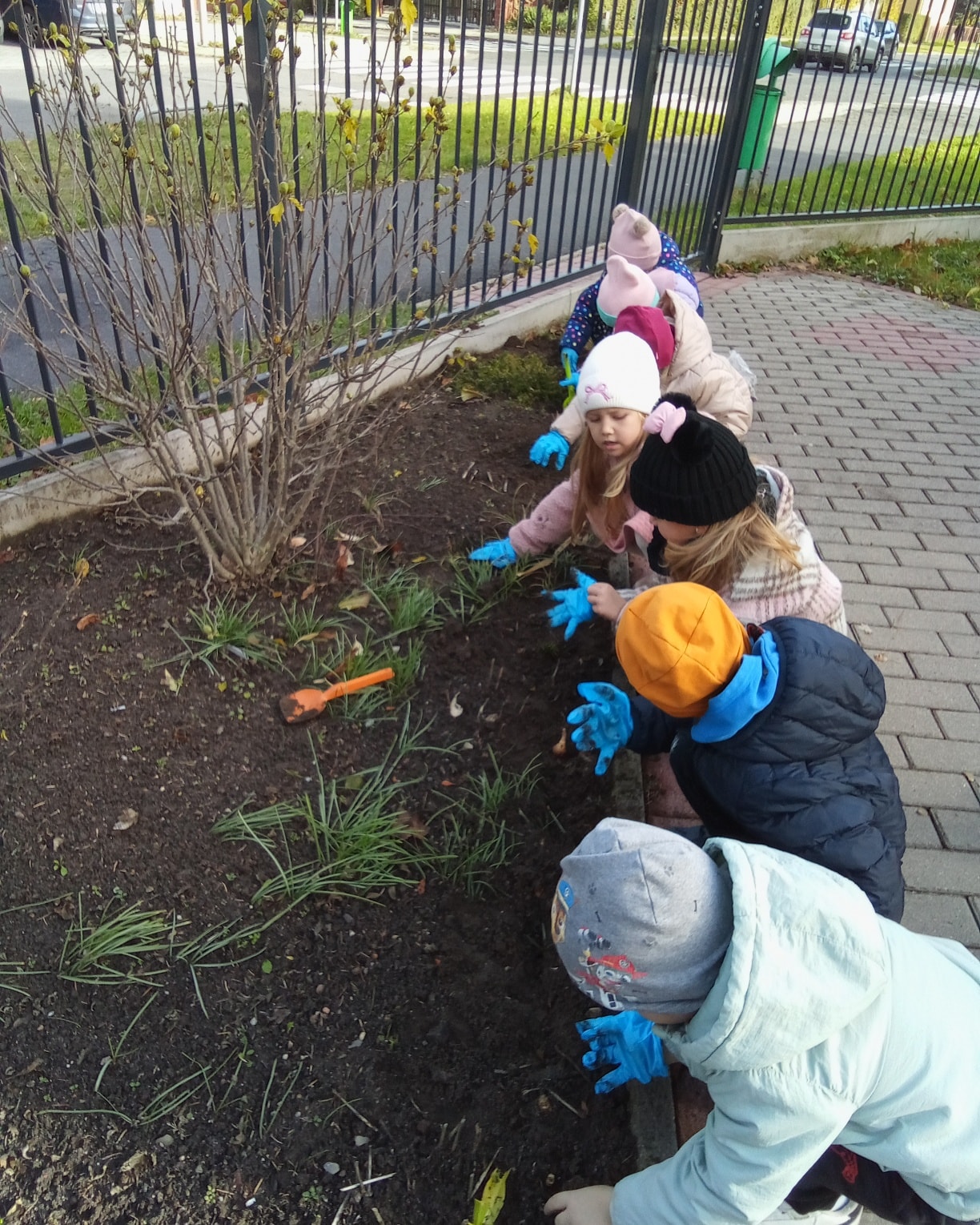 Żonkile dla Hospicjum — Przedszkole nr 7 sadzi dobro!