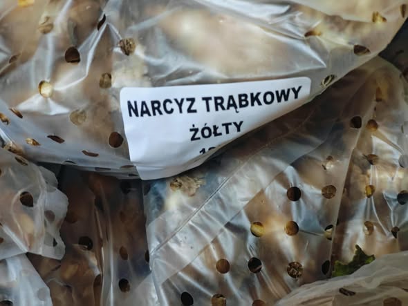 Akcja "Żonkile dla Hospicjum" – ostatni dzień odbioru sadzonek! 