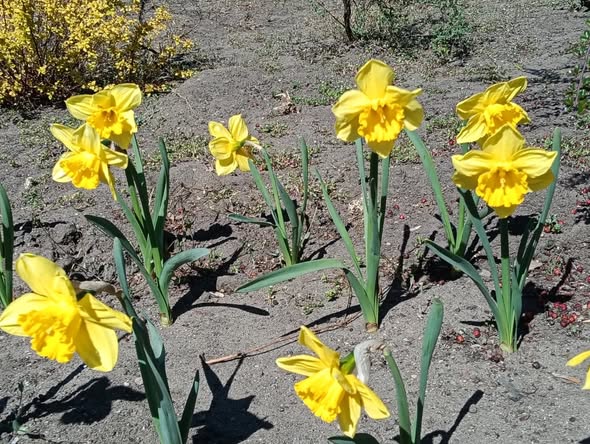 ZSCKR w Rudnej pełen żonkili! 