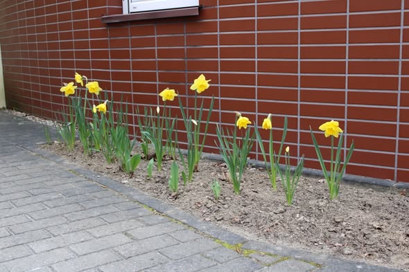 Z ogromną wdzięcznością dziękujemy Bibliotece Multimedialnej Czytnik w Lubinie - Miejska Biblioteka Publiczna im. Stanisława Staszica w Lubinie za obecność, zaangażowanie i piękne serce okazane podczas akcji sadzenia żonkili. 