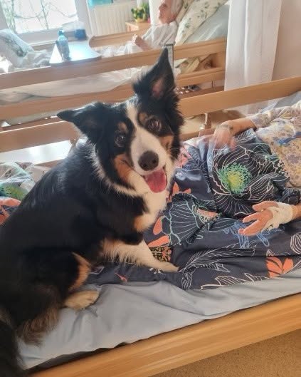 Dziś obchodzimy Dzień Dogoterapii. 