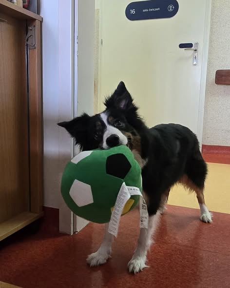 W czwartek na oddziale ZPO i hospicjum znów pojawiło się to, na co pacjenci czekali z ogromną radością — dogoterapia.