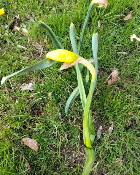 Żonkile w Oratorium