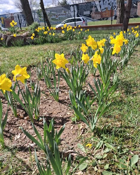 W Przedszkolu nr 10 zakwitły żonkile!  