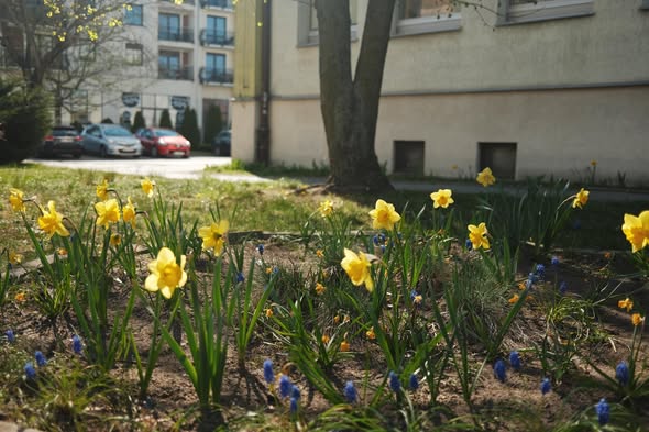 Żonkilowe pole pod SP 1 